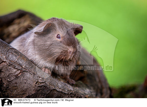 Glatthaarmeerschweinchen auf Baumstamm / smooth-haired guinea pig on tree trunk / MW-07473