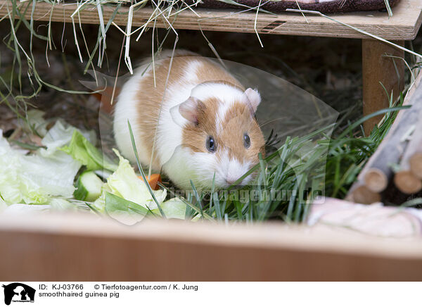 smoothhaired guinea pig / KJ-03766