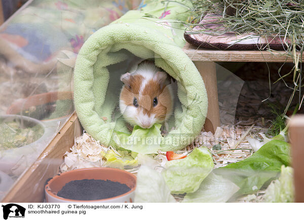 Glatthaarmeerschweinchen / smoothhaired guinea pig / KJ-03770