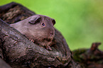 smooth-haired guinea pig on tree trunk