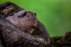 smooth-haired guinea pig on tree trunk
