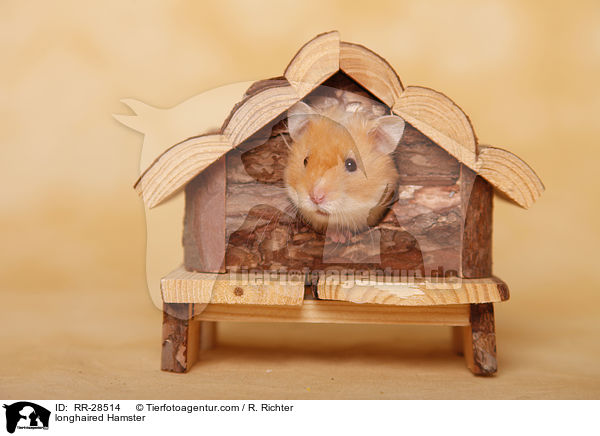 longhaired Hamster / RR-28514