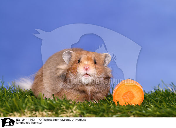 longhaired hamster / JH-11463