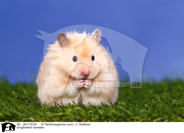 Teddyhamster / longhaired hamster / JH-11518
