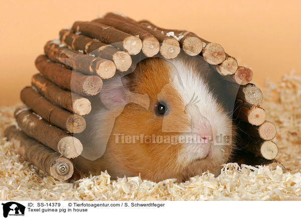 Texel Meerschwein unter Holzbrcke / Texel guinea pig in house / SS-14379