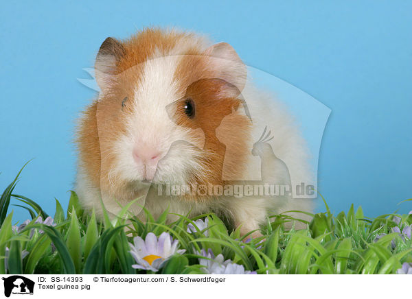 Texel Meerschwein / Texel guinea pig / SS-14393