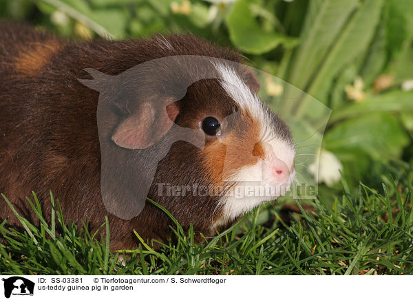 us-teddy guinea pig in garden / SS-03381