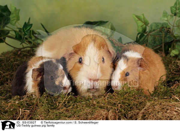 US-Teddy guinea pig family / SS-03927