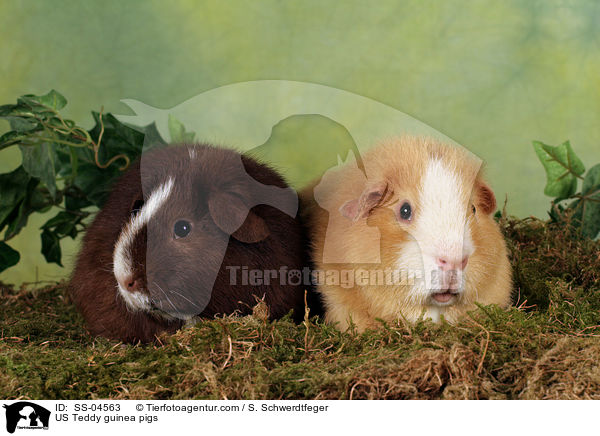 US Teddy guinea pigs / SS-04563