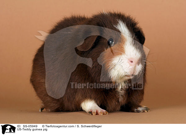 US-Teddy guinea pig / SS-05949