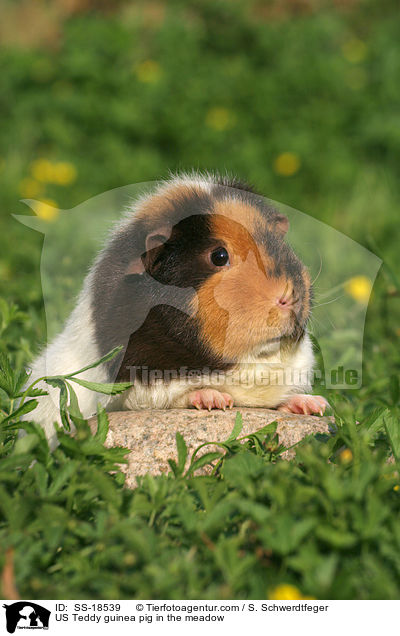 US Teddy guinea pig in the meadow / SS-18539