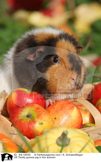 US Teddy guinea pig in the autumn / SS-18555