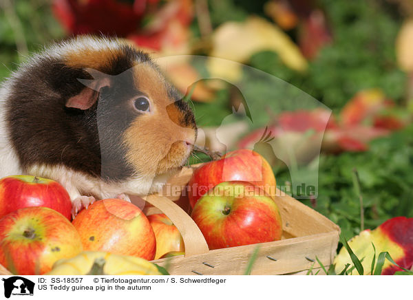 US Teddy guinea pig in the autumn / SS-18557