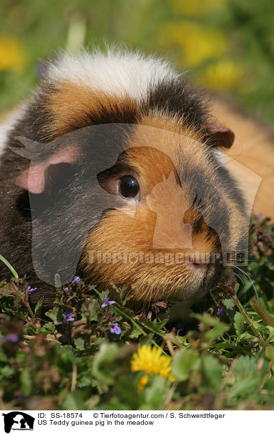 US Teddy guinea pig in the meadow / SS-18574