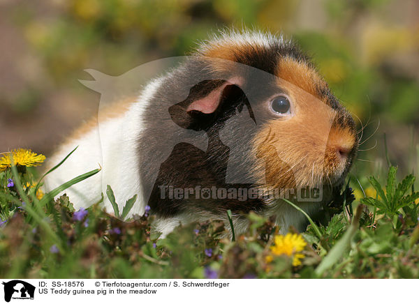 US Teddy guinea pig in the meadow / SS-18576