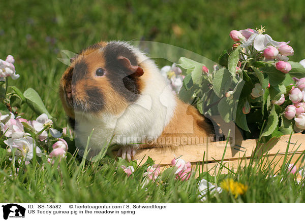US Teddy guinea pig in the meadow in spring / SS-18582