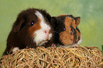 US Teddy guinea pigs