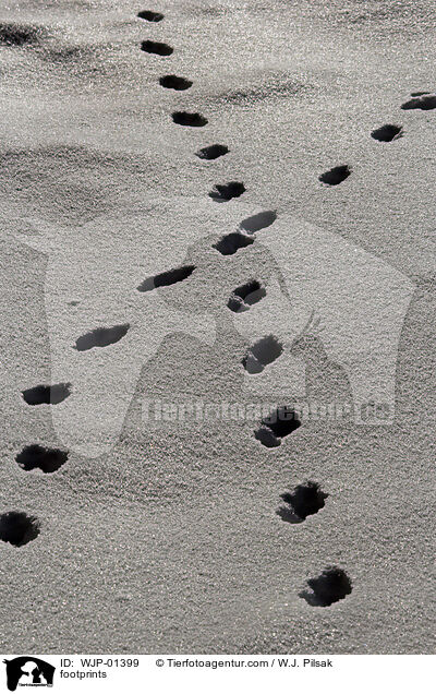 Fuspuren / footprints / WJP-01399