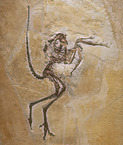 Fossil