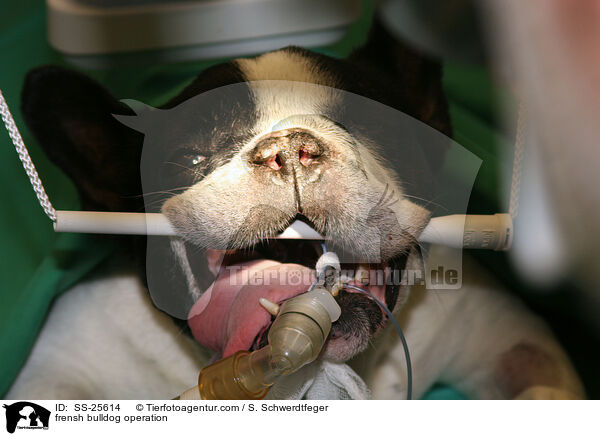 frensh bulldog operation / SS-25614