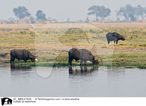 buffalo at waterhole / MBS-01838