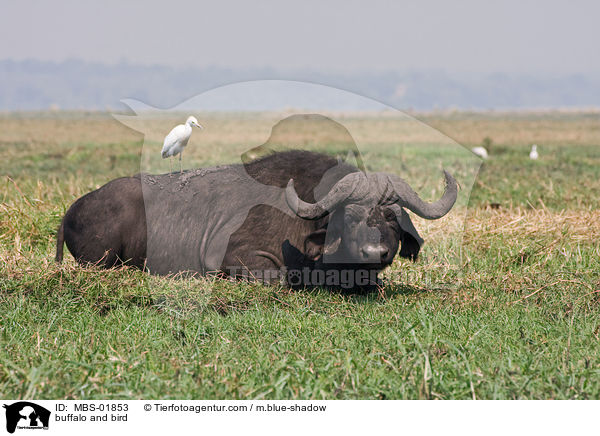 buffalo and bird / MBS-01853
