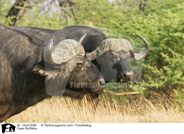 Cape Buffalos / HJ-01699