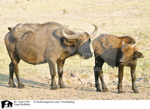 Cape Buffalos / HJ-01705