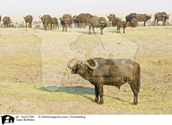 Cape Buffalos / HJ-01708