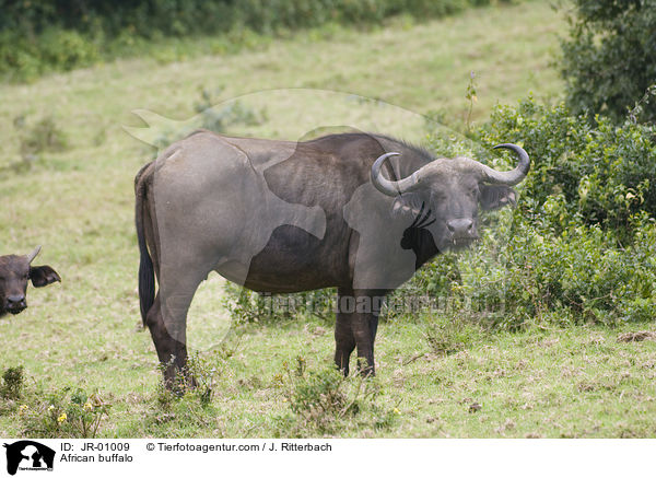 African buffalo / JR-01009