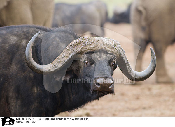 African buffalo / JR-01011