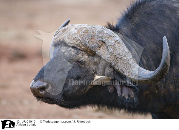 African buffalo / JR-01019