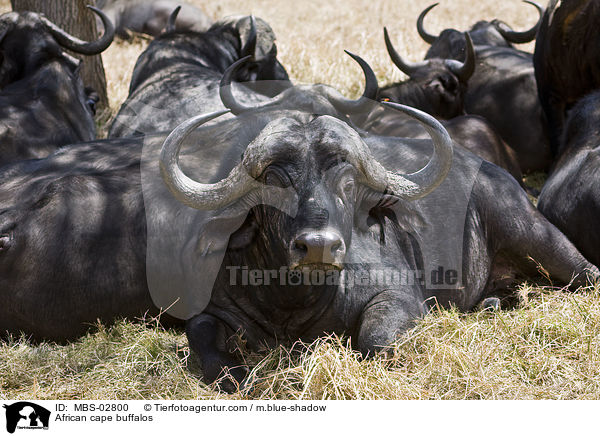 African cape buffalos / MBS-02800