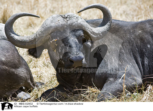African cape buffalo / MBS-02802