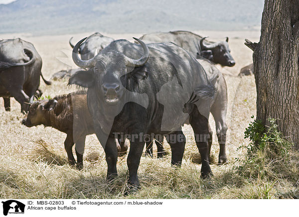 African cape buffalos / MBS-02803