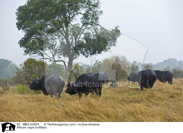 African cape buffalos / MBS-02804