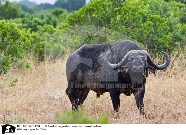 African cape buffalo / MBS-03128