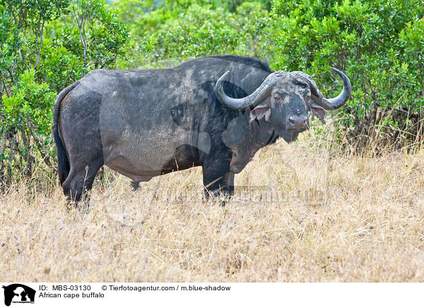 African cape buffalo / MBS-03130
