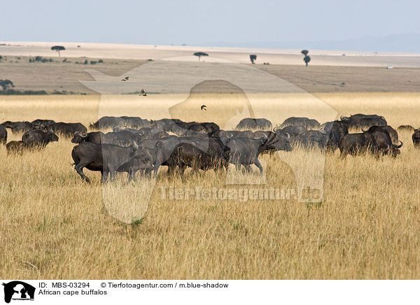 African cape buffalos / MBS-03294