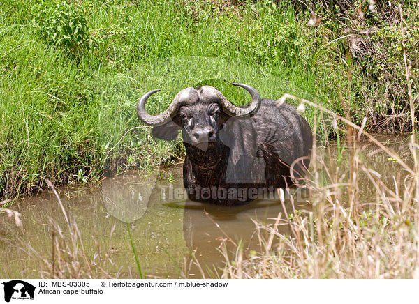 African cape buffalo / MBS-03305