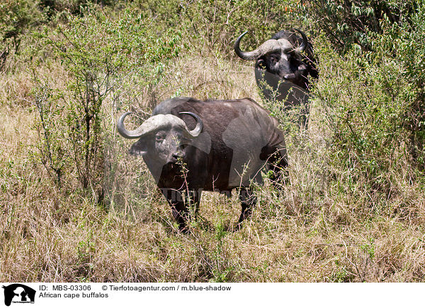African cape buffalos / MBS-03306