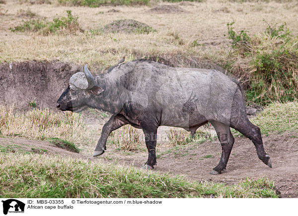 African cape buffalo / MBS-03355