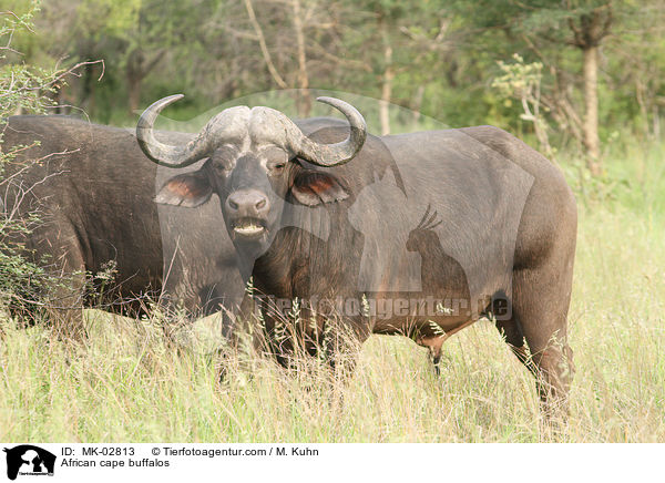 Kaffernbffel / African cape buffalos / MK-02813