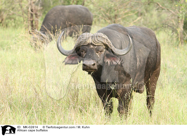 African cape buffalos / MK-02814