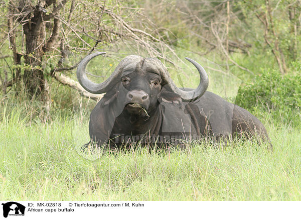 African cape buffalo / MK-02818