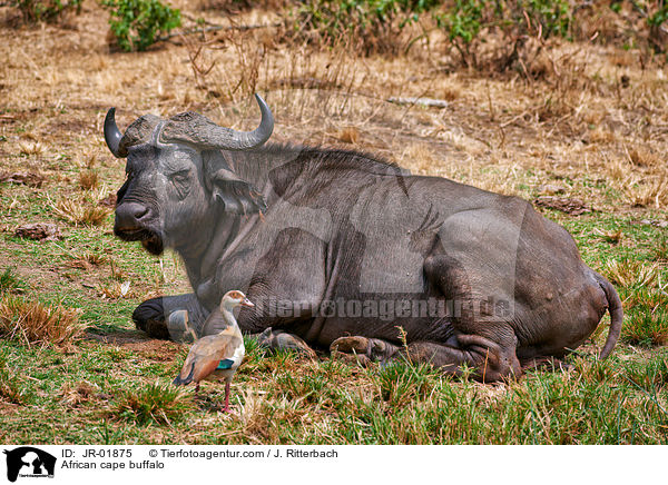 African cape buffalo / JR-01875