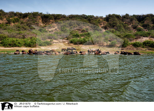 African cape buffalos / JR-01879