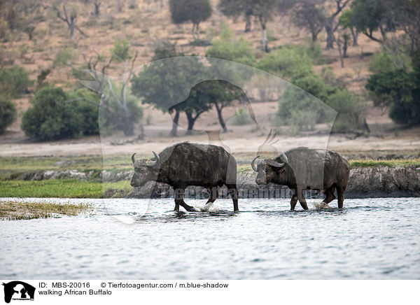 walking African Buffalo / MBS-20016