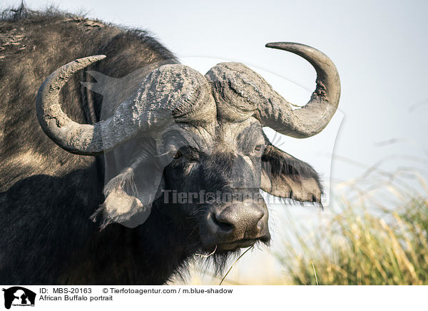 African Buffalo portrait / MBS-20163