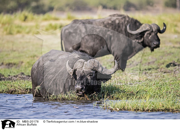 African Buffalo / MBS-20178